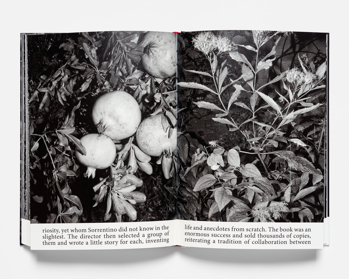 Jacopo Benassi. Bologna Portraits